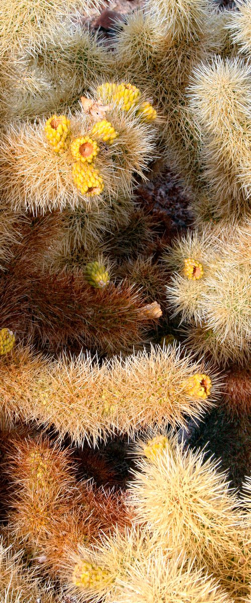 CHOLLA HEAT Joshua Tree National Park CA by William Dey