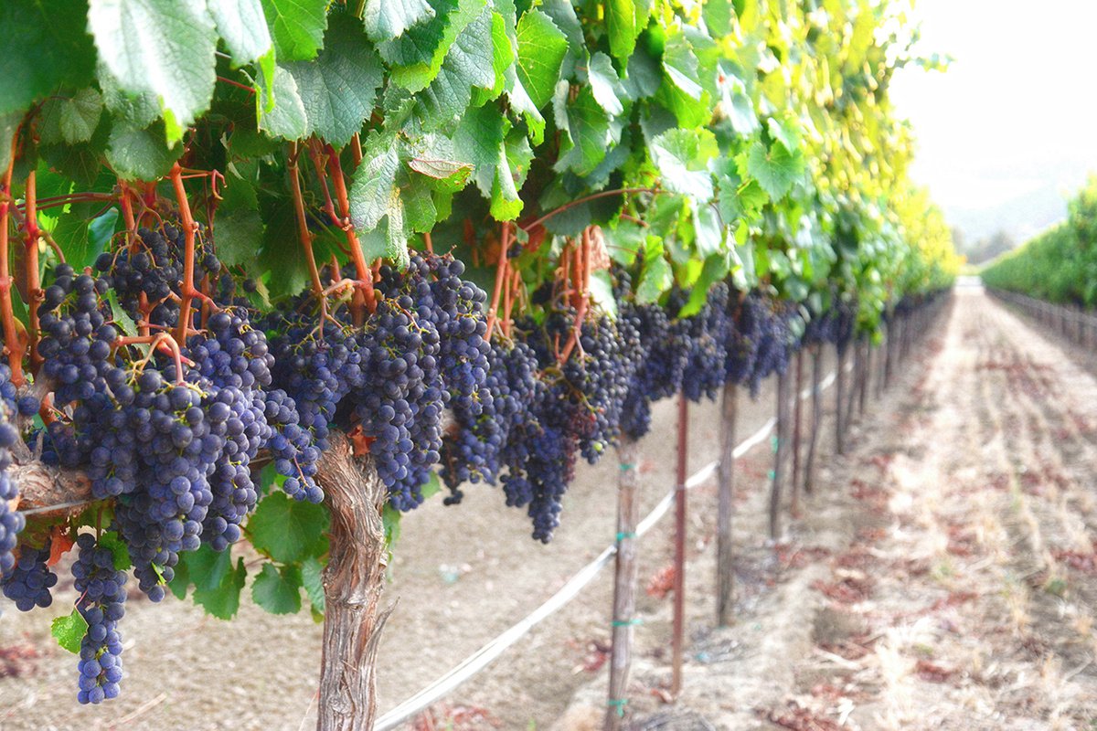 Photorealistic Botanical Photograph By Emily Kent, 31 X 21, Harvest Time, Original Artwork