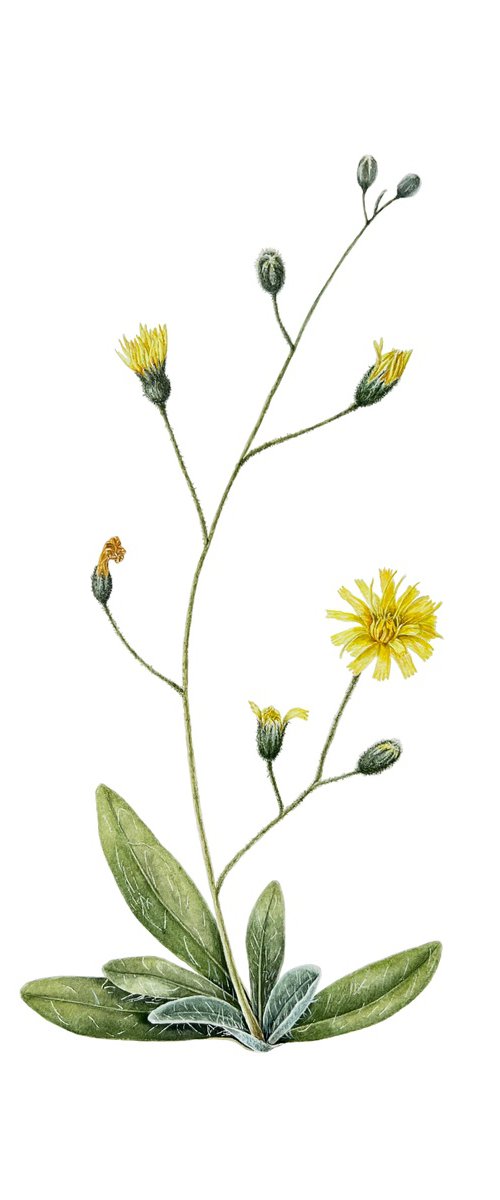 Snowdonia Hawkweed by Tetiana Kovalova