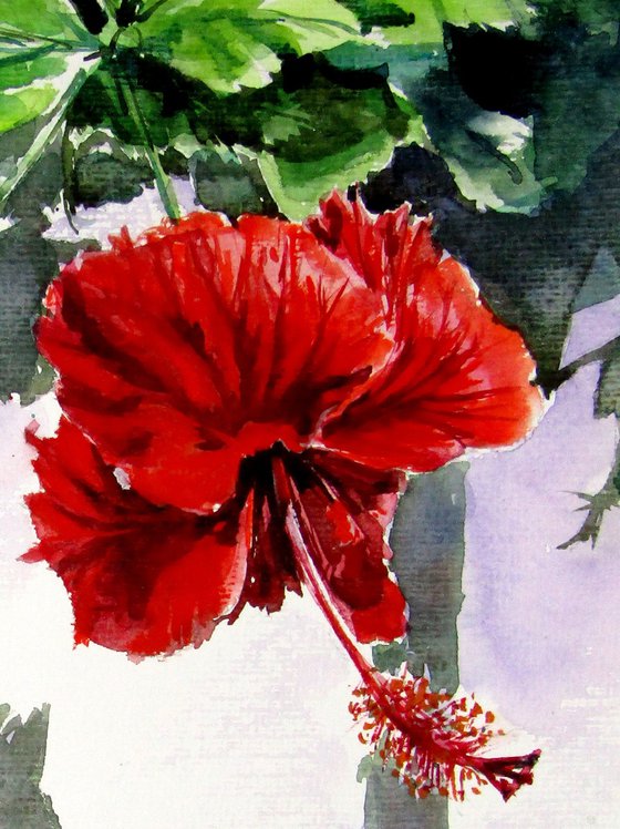 Hibiscus