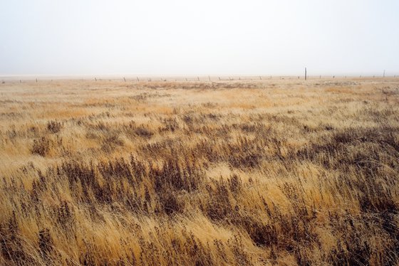 Grasses -  2009 32 inches wide