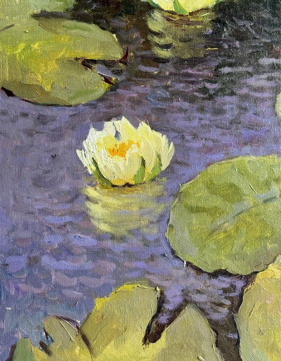 Water Lilies