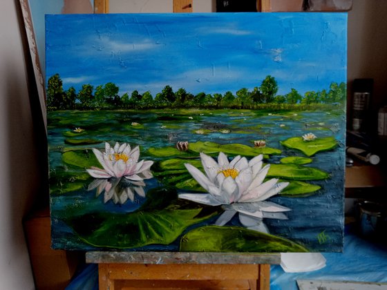 Water Lilies in  Pond