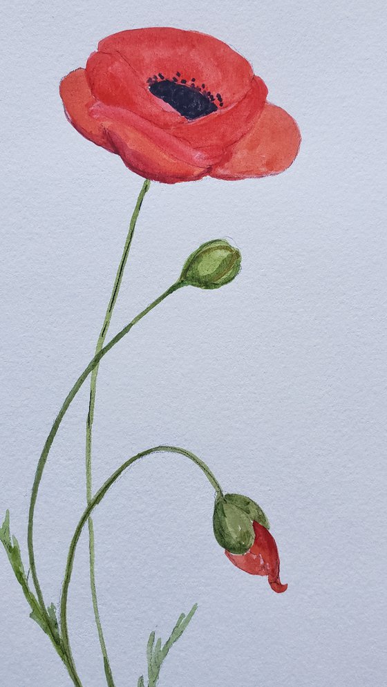 "Search for Peace" - Flower - Poppy