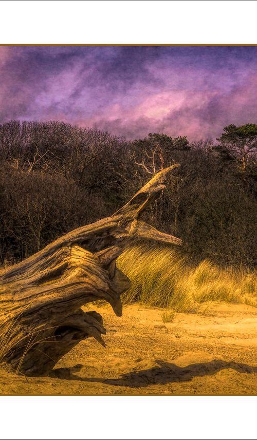 Driftwood Tree in Sand Dunes by Martin  Fry