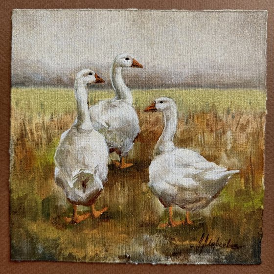 Geese