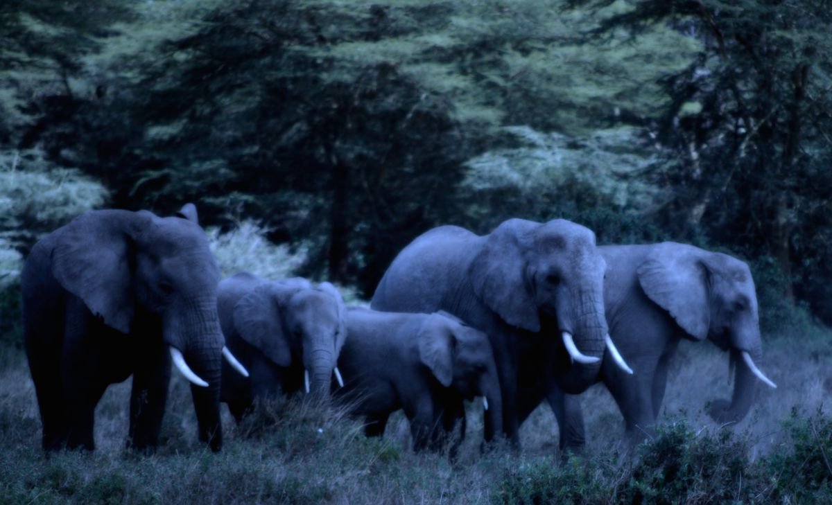 Photorealistic Animal Photograph By Marc Ehrenbold, 40 X 30", Twilight Troop, Original Artwork