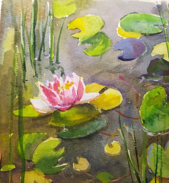Pond with water Lilies