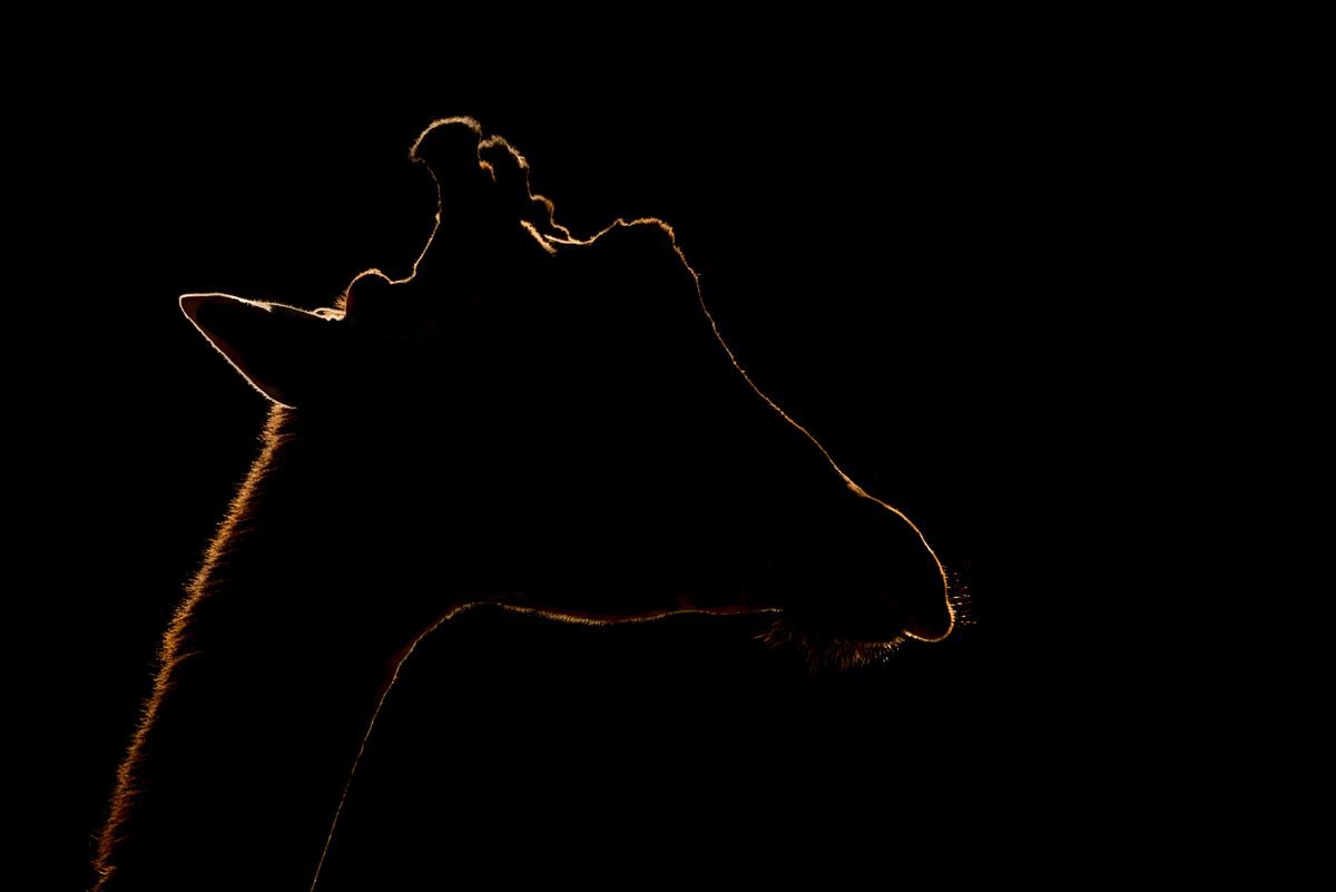 Photorealistic Animal Photograph By Nick Dale, 33 X 26", Profile Pic, Original Artwork