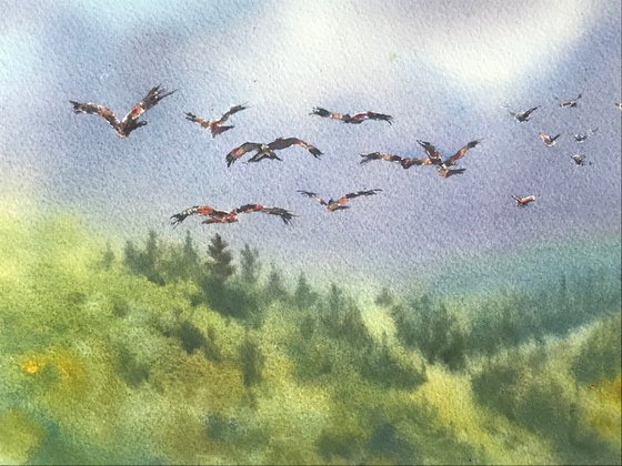 Red Kites over Forestry