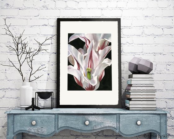 red and white tulip watercolor