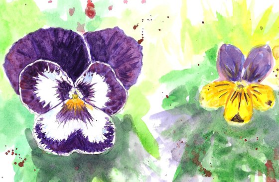 Pansy Vs Viola flower