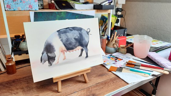 Watercolour Pig Painting - original British Saddleback Pig Painting