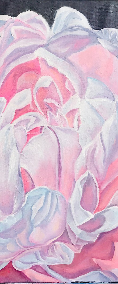 Pink peony by Olga Volna