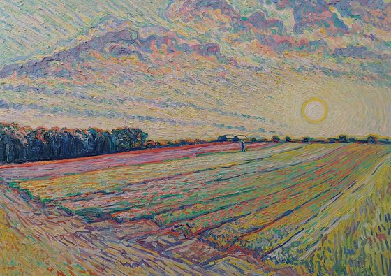 Tulip field sunset