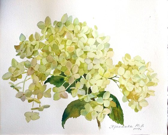 Hydrangea