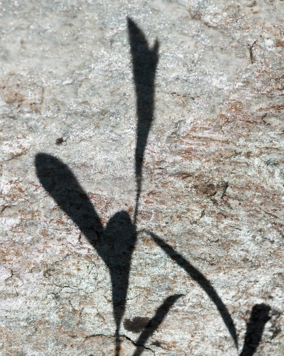 Shadows on the Stone 2