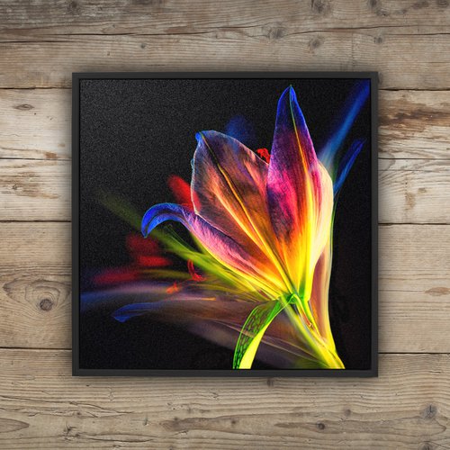 Lilies #1 Abstract Multiple Exposure Photography of Dyed Lilies Limited Edition Framed Print on Aluminium #2/10 by Graham Briggs