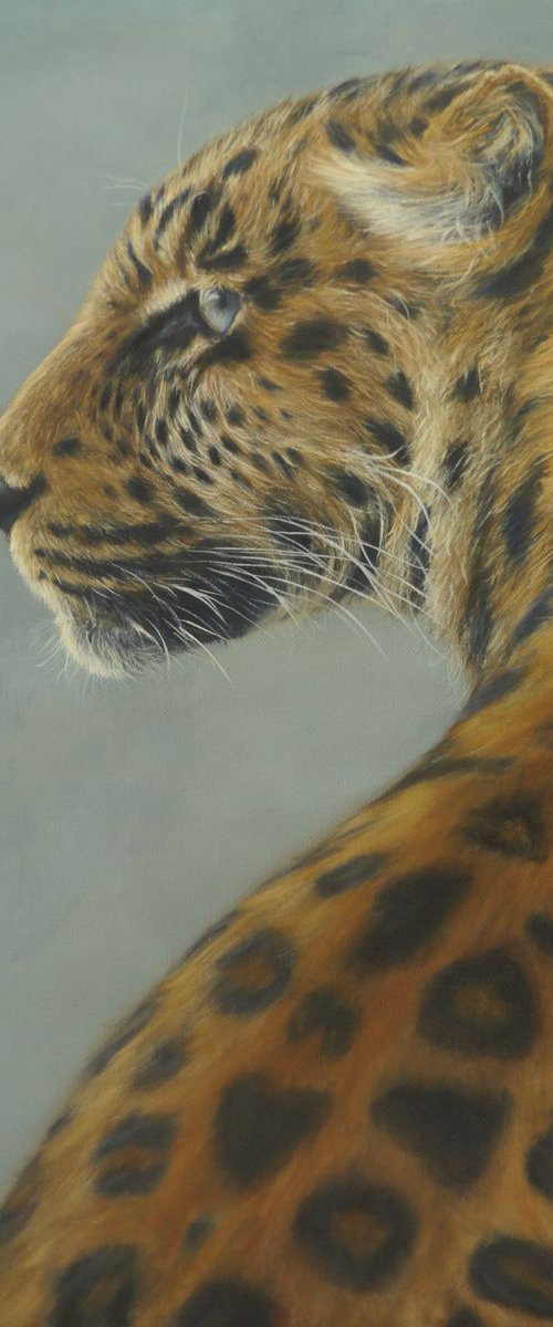 leopard by Tony Berriman