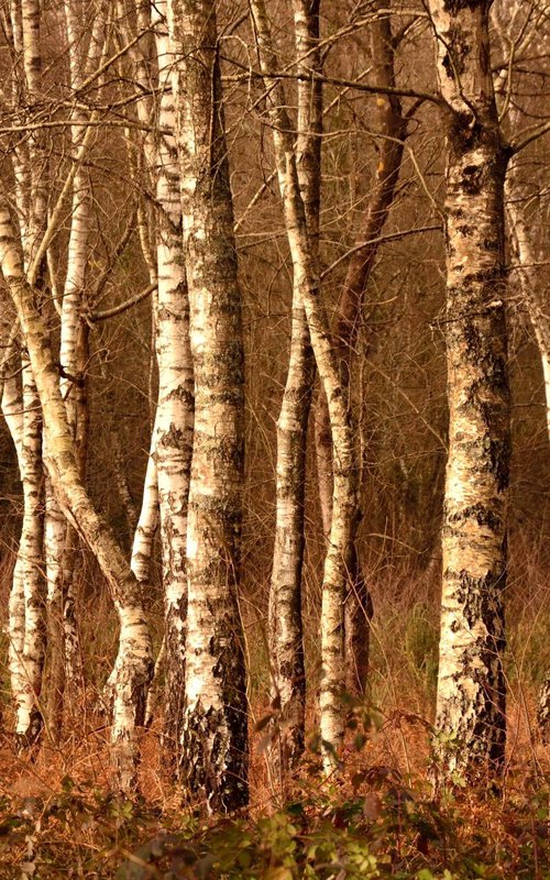 LA DANSE DES ARBRES... by PHILIPPE BERTHIER