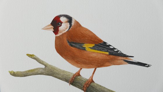 Goldfinch on a branch