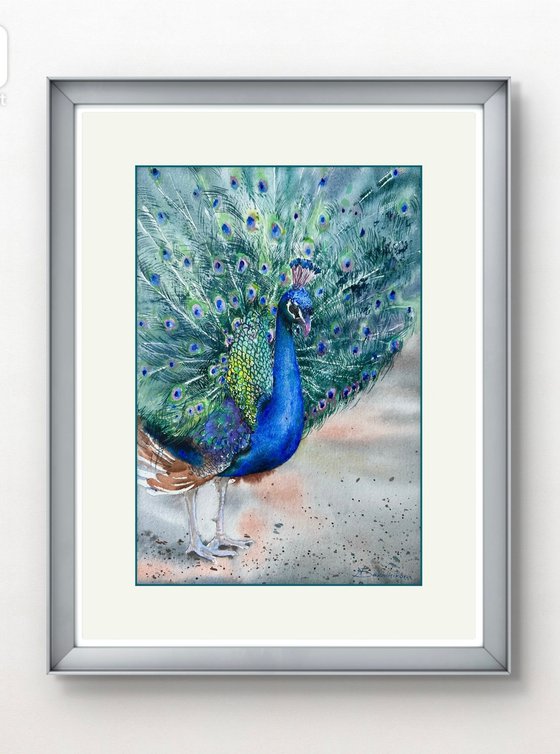 Peacock in full splendour