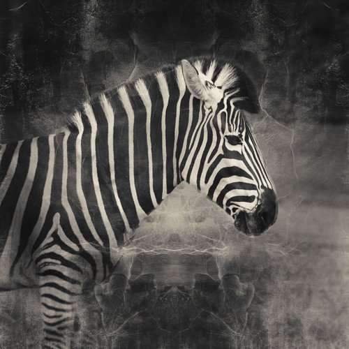 Zebra black and white by Nadia Attura