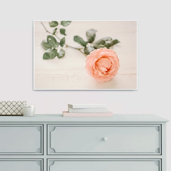 Рink rose