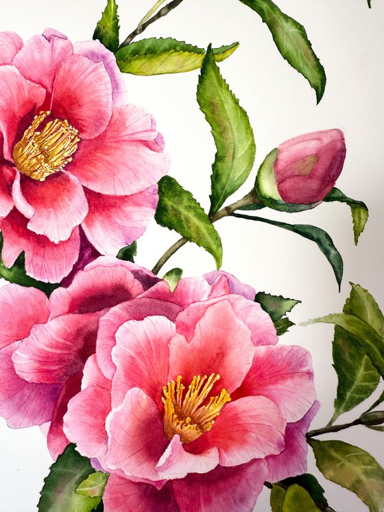 Camellia Branch