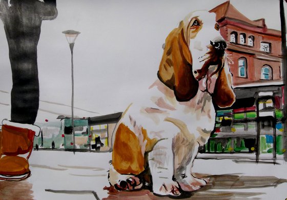 Basset Hound