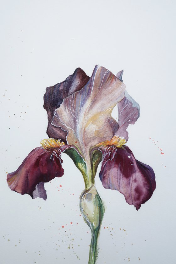 Purple iris