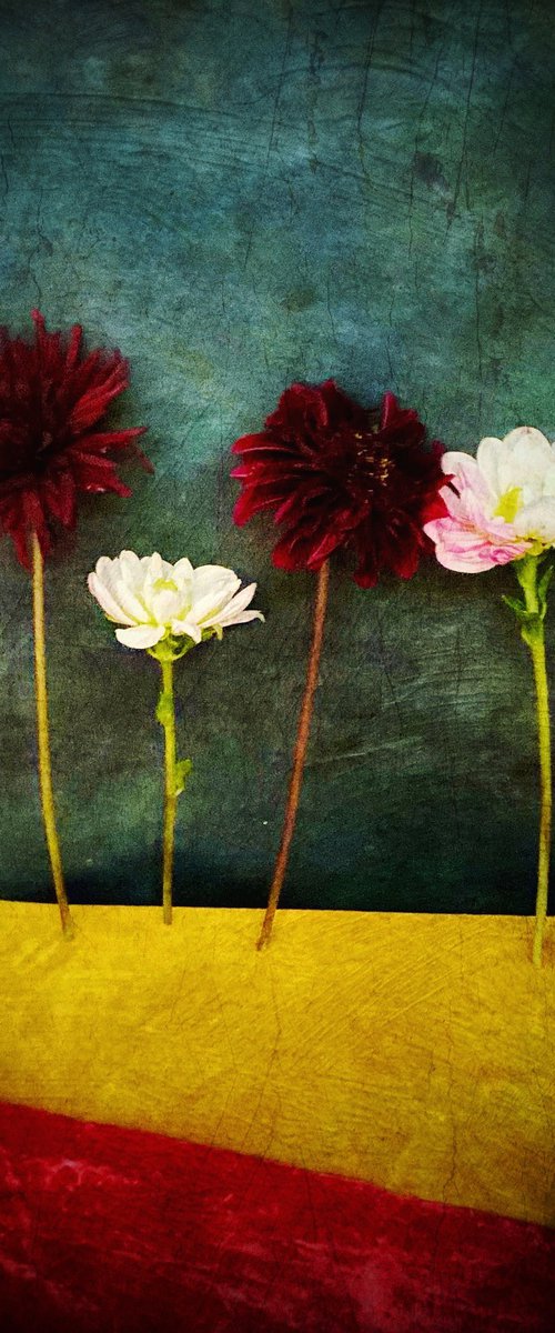 FOUR STANDING DAHLIAS by SARAH PARSONS