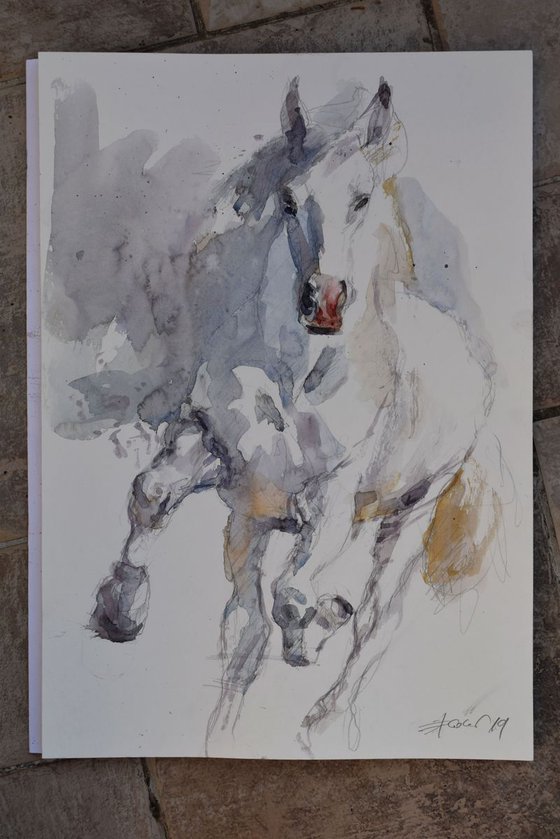 Horse in run study 2