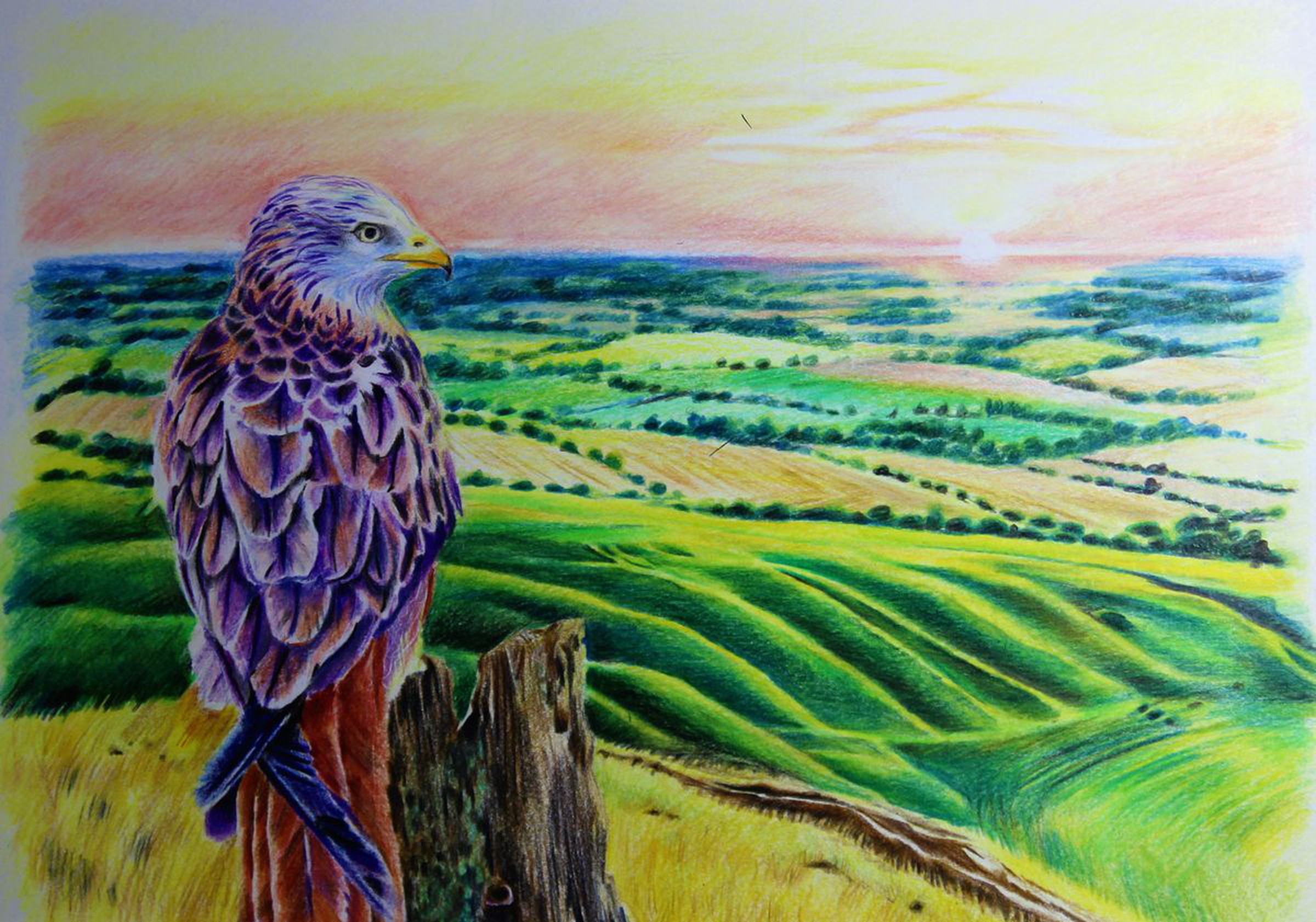 Red Kite Gazing Across Oxfordshire Landscape At Artfinder