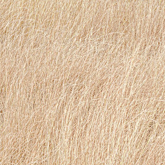 Dry grass