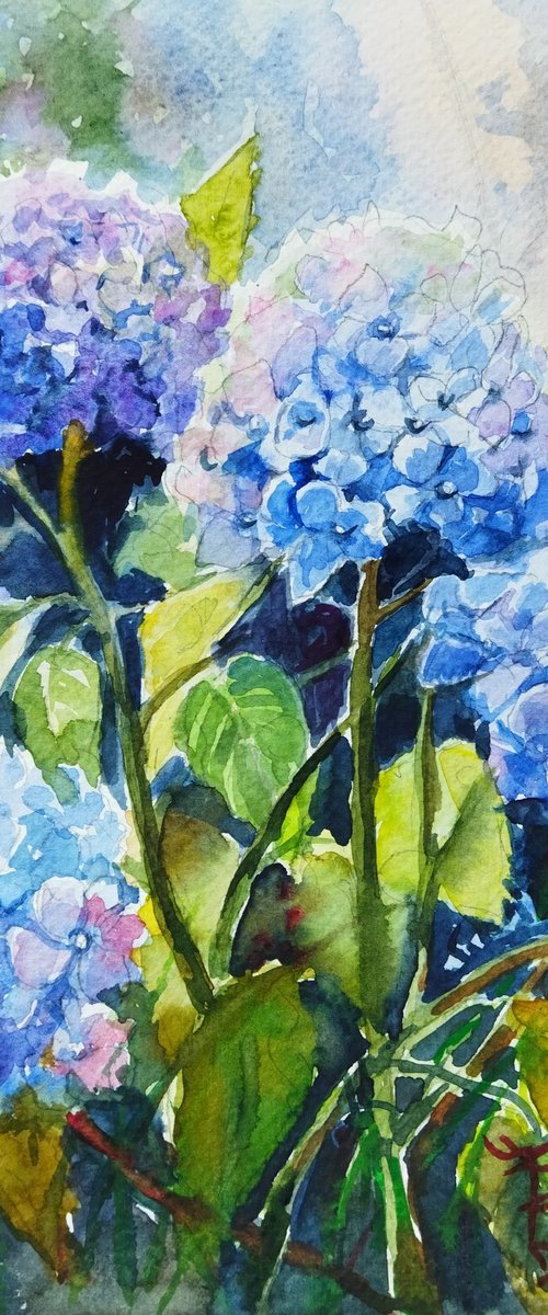 Hydrangeas flowers by Ann Krasikova