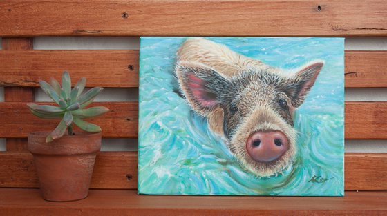 Swimming pig