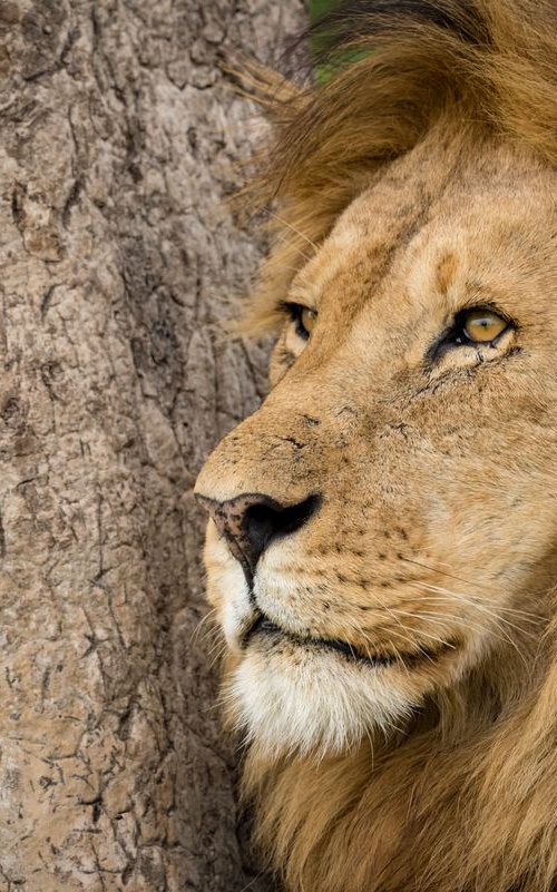 Lion Eyes by Nick Dale