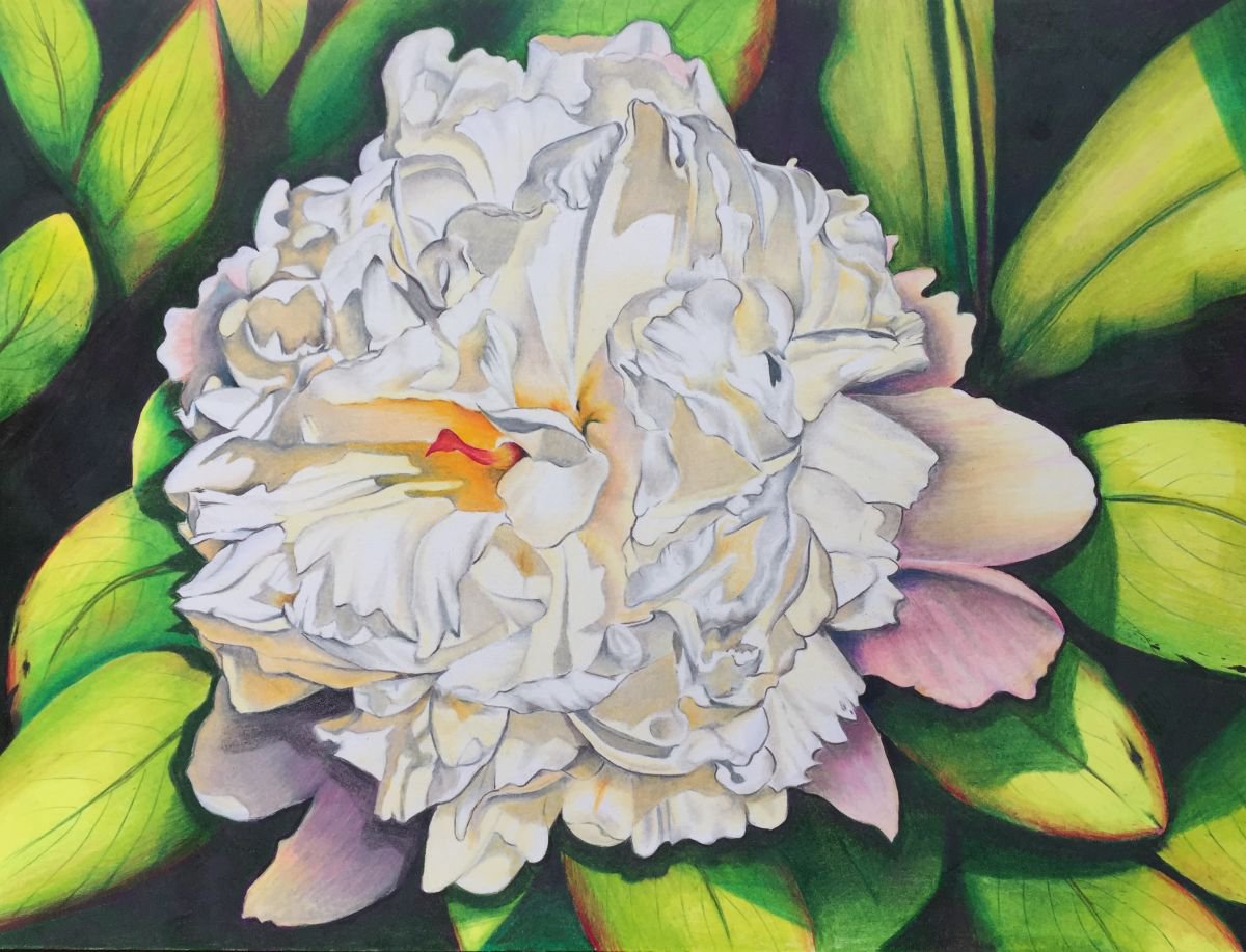 Photorealistic Pencil Drawing , White Peony By Karen Elaine Evans, 14 X 11, Artwork For Sale On Artfinder