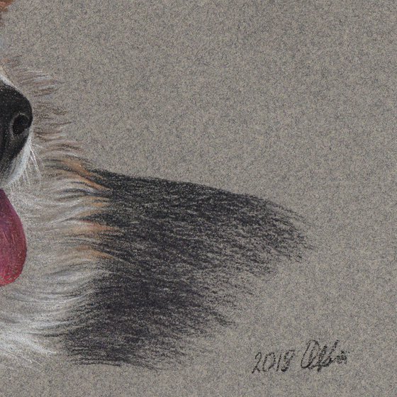 Pastel drawn Welsh Corgi Pembroke portrait