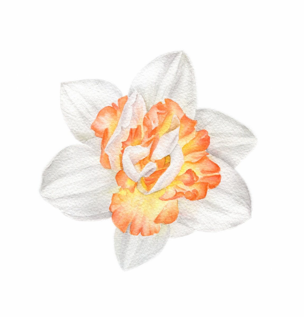 Narcissus Creamy White and Peach by Alona Hrinchuk