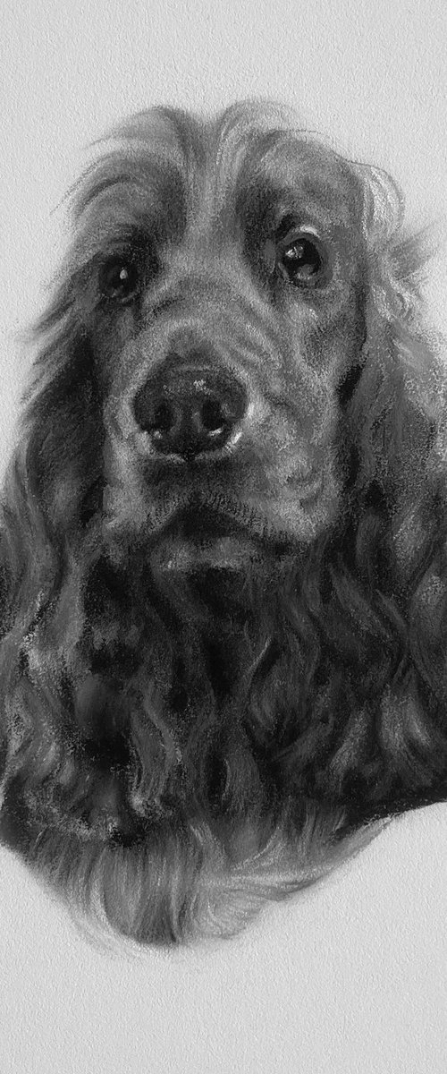 Cocker Spaniel Portrait by Matt Foy