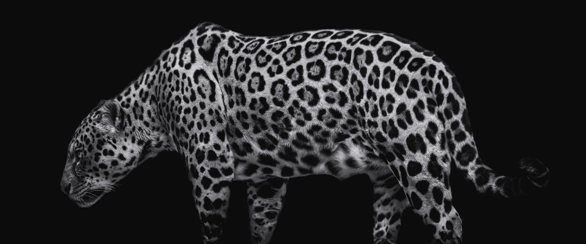 Animal Photograph By Paul Nash, 24 X 10", Jaguar Panorama, Original Artwork