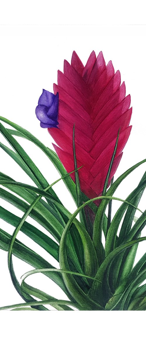 TILLANDSIA by Dovydas Bou