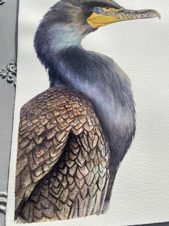 Great cormorant, bird portrait