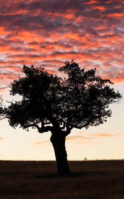 THE TREE by Andrew Lever