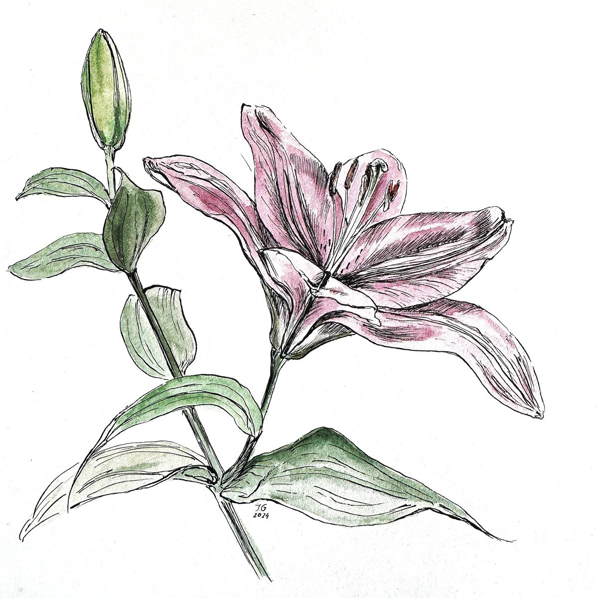 Illustrative Botanical Ink Drawing By Julia Gorislavska, 8 X 8", Lily Flower, Original Artwork