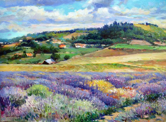 Lavender in the field