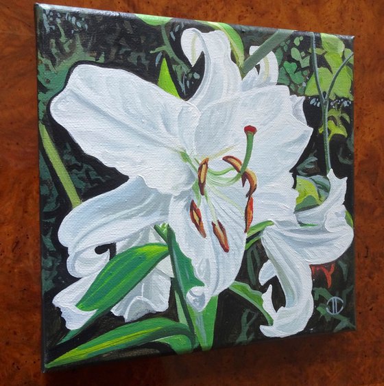 White Lilies In The Sunlight