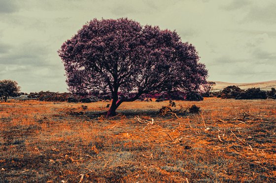 Lonely tree - A4